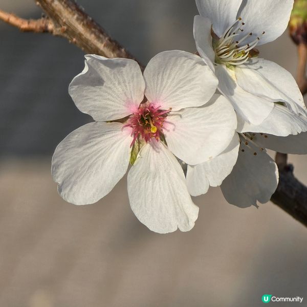 天水圍公園賞花去 🌸🌼