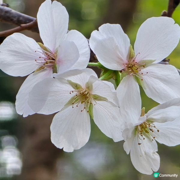 天水圍公園賞花去 🌸🌼