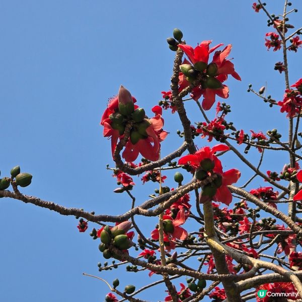 天水圍公園賞花去 🌸🌼