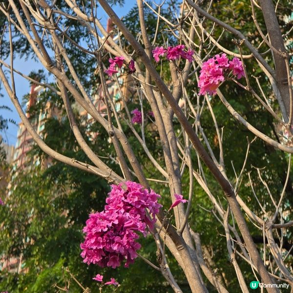 天水圍公園賞花去 🌸🌼