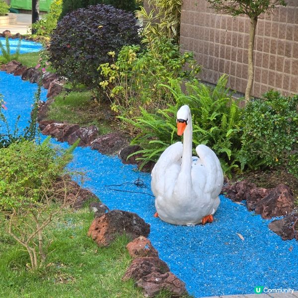 天水圍公園賞花去 🌸🌼
