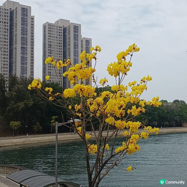 黃花風鈴木打卡必去！🌸🌼