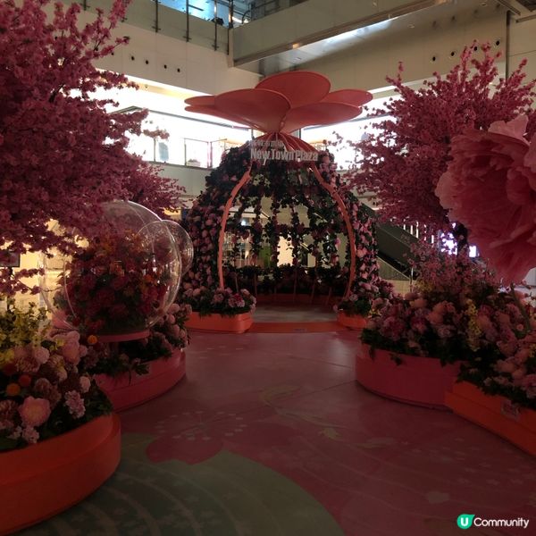 元宵花開結緣💖📸