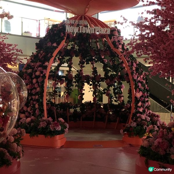 元宵花開結緣💖📸