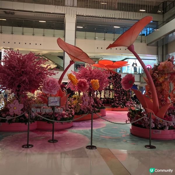 元宵花開結緣💖📸