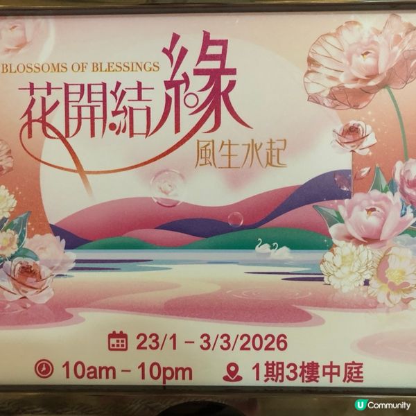 元宵花開結緣💖📸