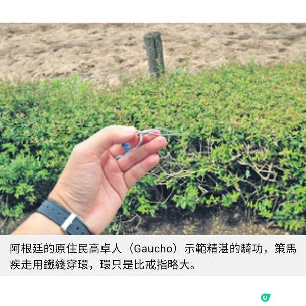 阿根廷牛仔馬上穿環騎功