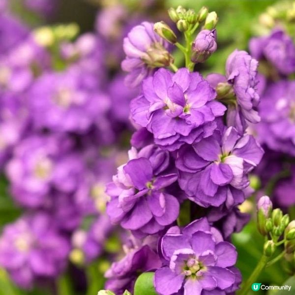 一年一度的花展將於3月20日正式在維多利亞公園開鑼啦