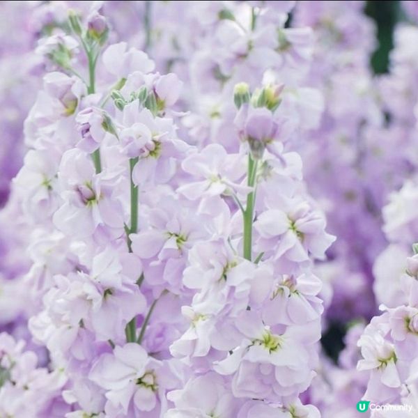 一年一度的花展將於3月20日正式在維多利亞公園開鑼啦