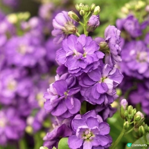 香港花展-「花語尋『香』— 細味城市特色」