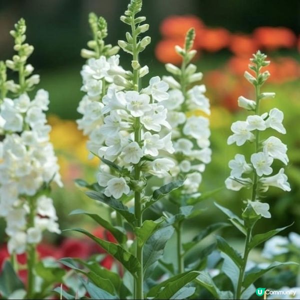 香港花展-「花語尋『香』— 細味城市特色」