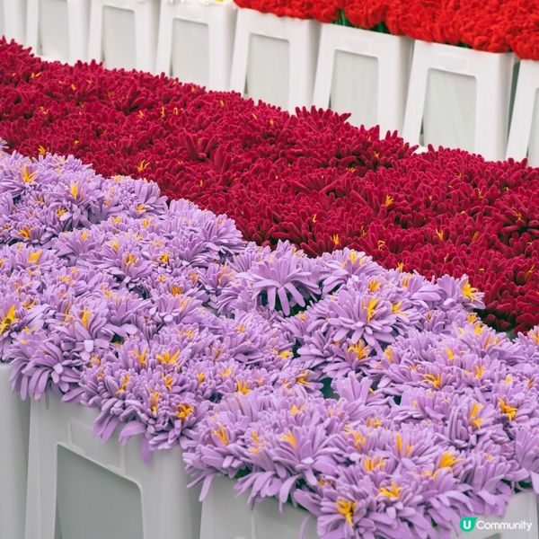 必去！中環夢幻毛絨花海🌸🎨