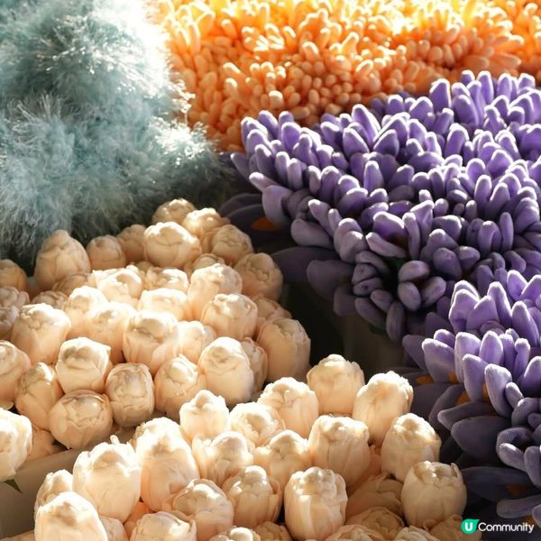 必去！中環夢幻毛絨花海🌸🎨