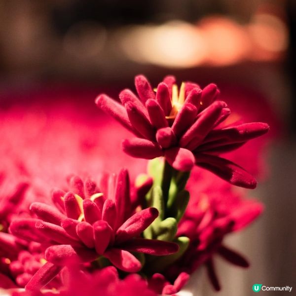 必去！中環夢幻毛絨花海🌸🎨