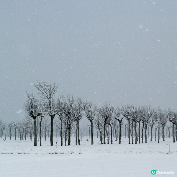 冬日雪國🌿❄️  