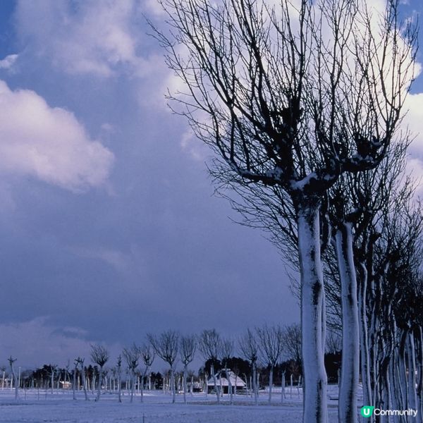 冬日雪國🌿❄️  