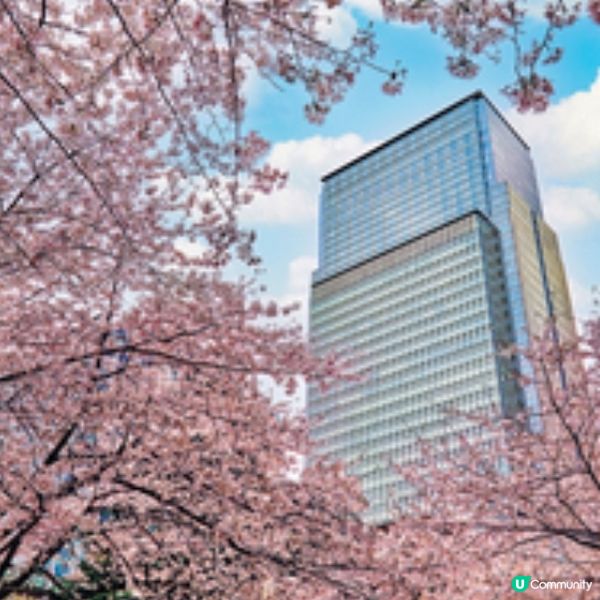 日本櫻花季節來臨 東京文華東方酒店住宿美饌體驗