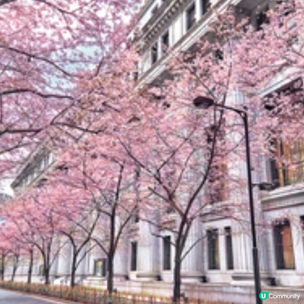 日本櫻花季節來臨 東京文華東方酒店住宿美饌體驗