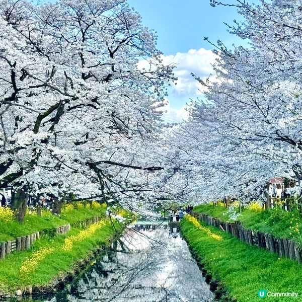 搶先bookmark東京櫻花季！🌸 