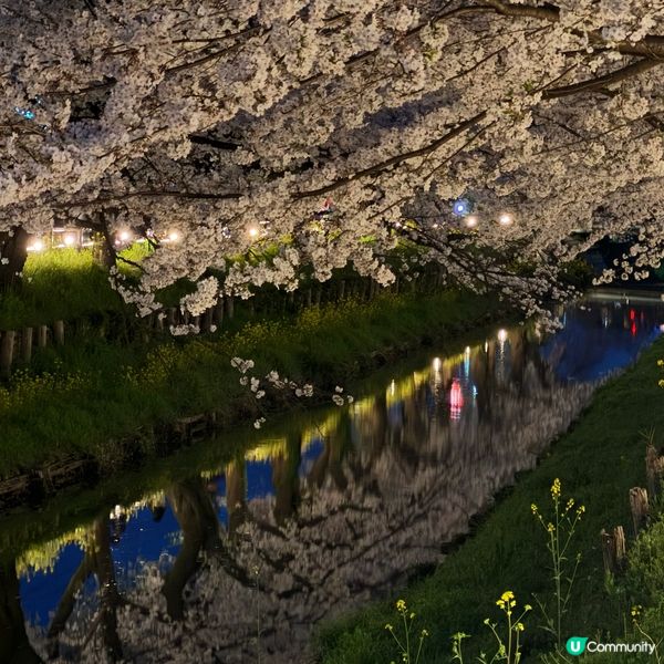 搶先bookmark東京櫻花季！🌸 