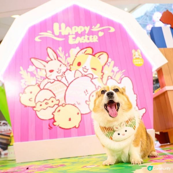 全港首個「Lazy Corgi春日農莊派對」登陸Mikiki