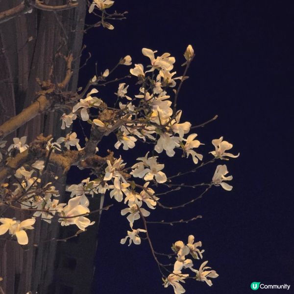 福岡光影「繪」庭園 🌌