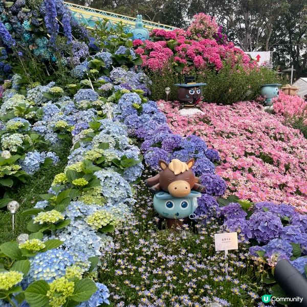 花花世界之香港花卉展覽