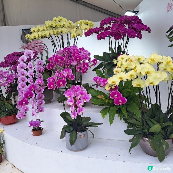 花展尾聲💐！紫羅蘭花海等你影！📸