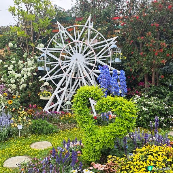 花展尾聲💐！紫羅蘭花海等你影！📸