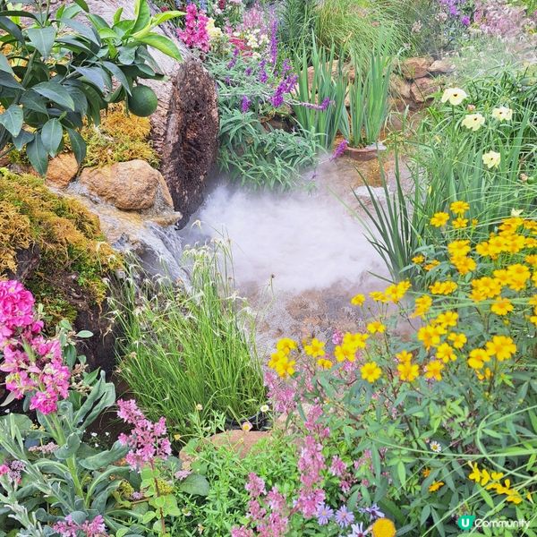 花展尾聲💐！紫羅蘭花海等你影！📸