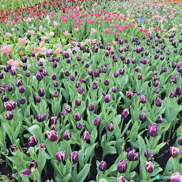 花展尾聲💐！紫羅蘭花海等你影！📸