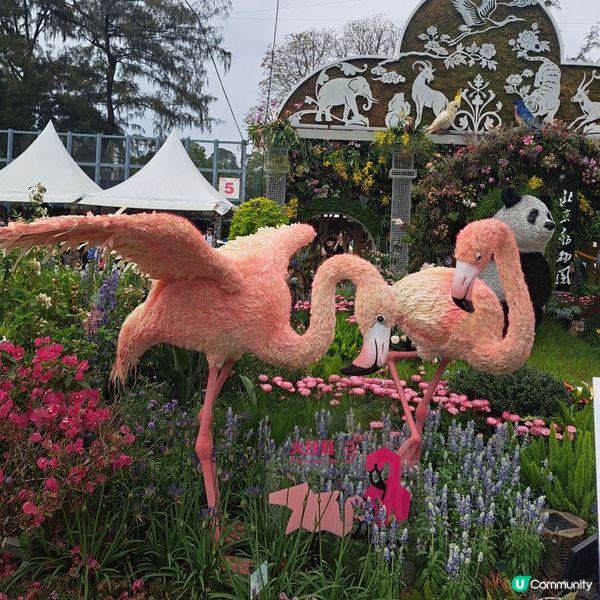花展尾聲💐！紫羅蘭花海等你影！📸
