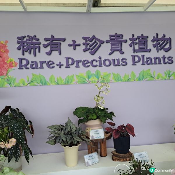 花展尾聲💐！紫羅蘭花海等你影！📸