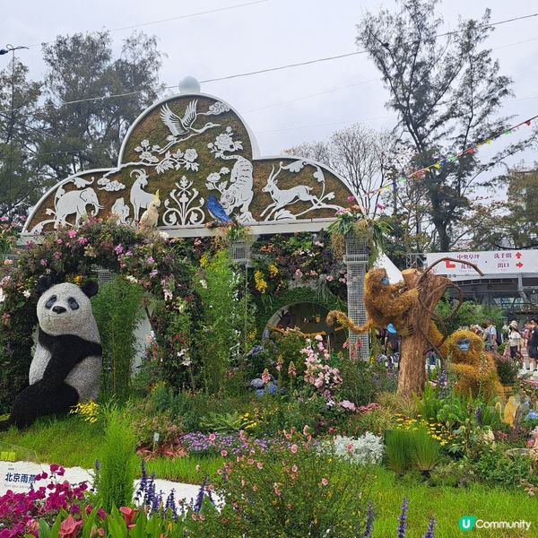 花展尾聲💐！紫羅蘭花海等你影！📸