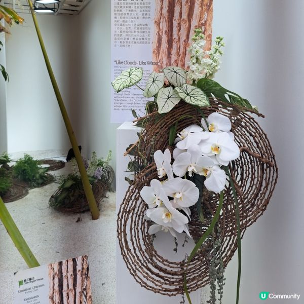 花展尾聲💐！紫羅蘭花海等你影！📸