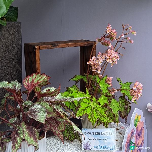 花展尾聲💐！紫羅蘭花海等你影！📸