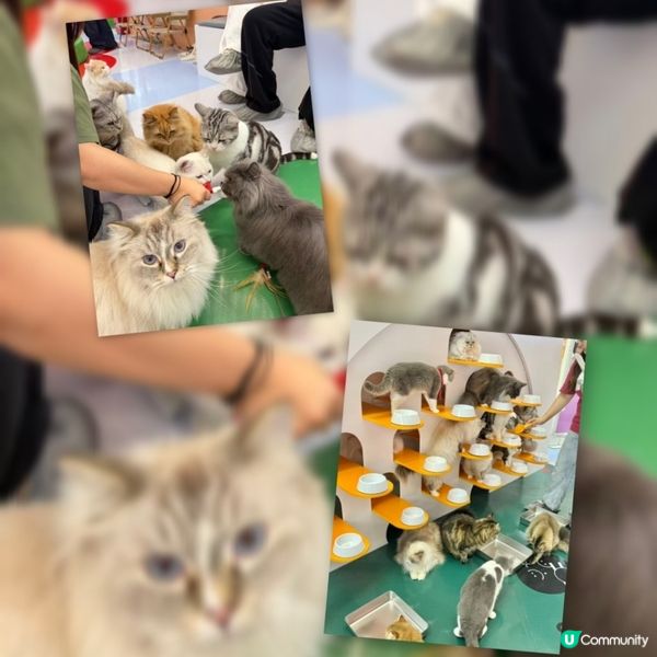 🚨福田中心城🎢  港爸媽復活節好去處🐣