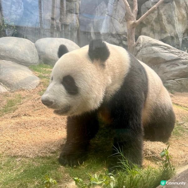 親子活動：海洋公園睇熊貓 家姐細佬😍🐼