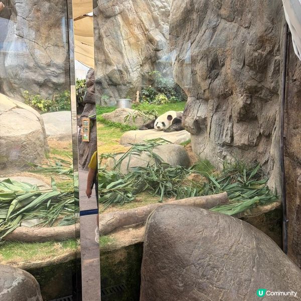 親子活動：海洋公園睇熊貓 家姐細佬😍🐼