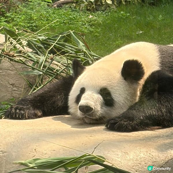 親子活動：海洋公園睇熊貓 家姐細佬😍🐼