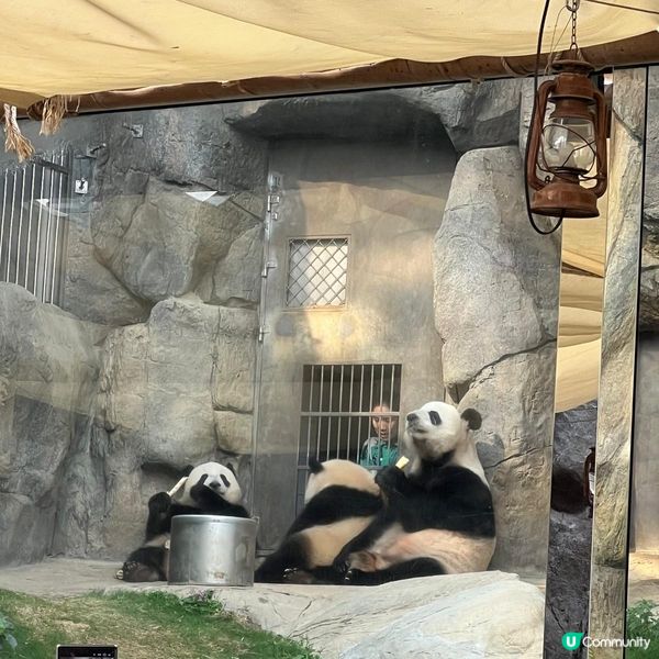 親子活動：海洋公園睇熊貓 家姐細佬😍🐼