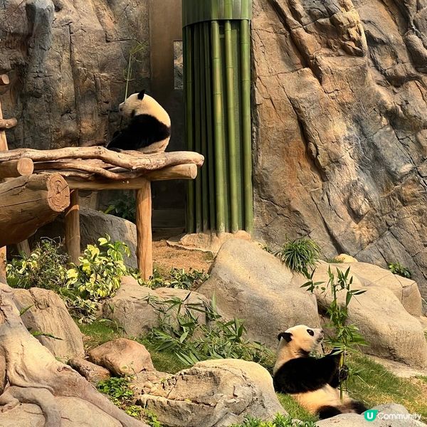 親子活動：海洋公園睇熊貓 家姐細佬😍🐼