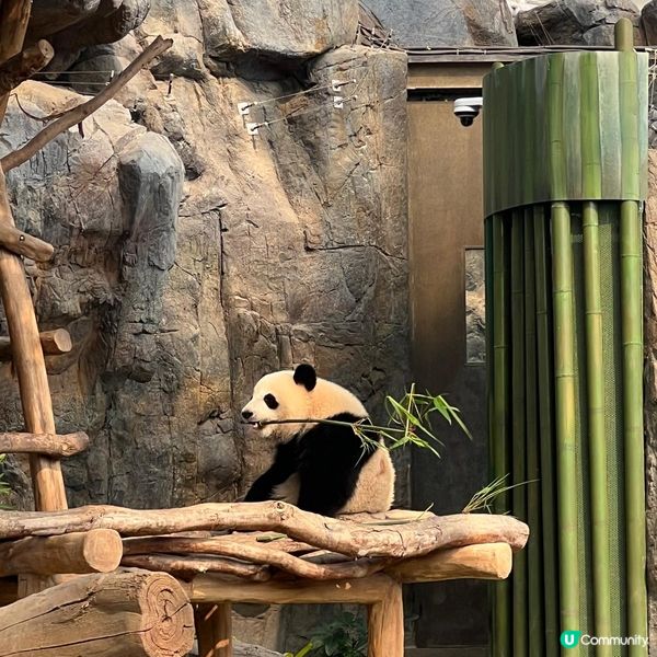 親子活動：海洋公園睇熊貓 家姐細佬😍🐼