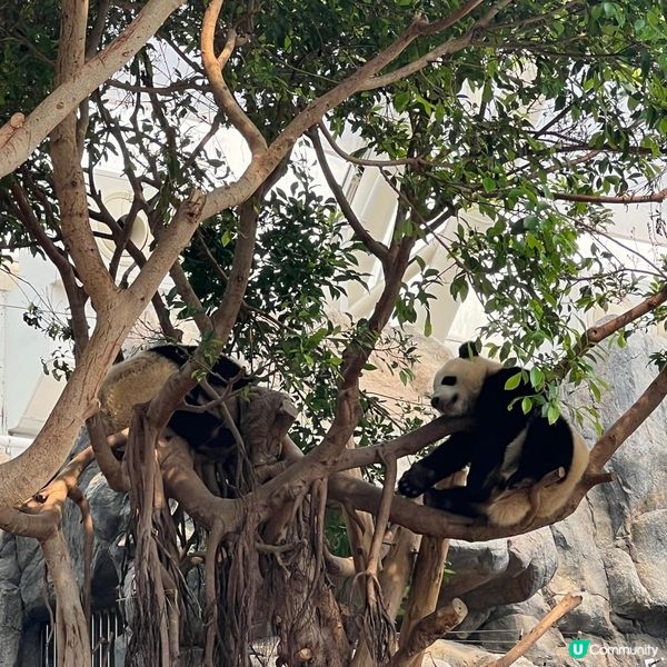 親子活動：海洋公園睇熊貓 家姐細佬😍🐼