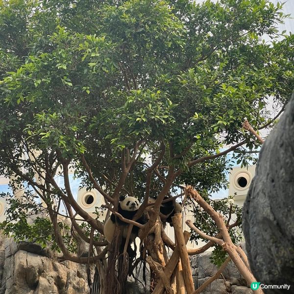 親子活動：海洋公園睇熊貓 家姐細佬😍🐼