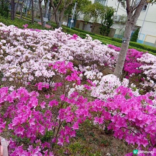 春天花開，紫羅蘭海！🌸💜