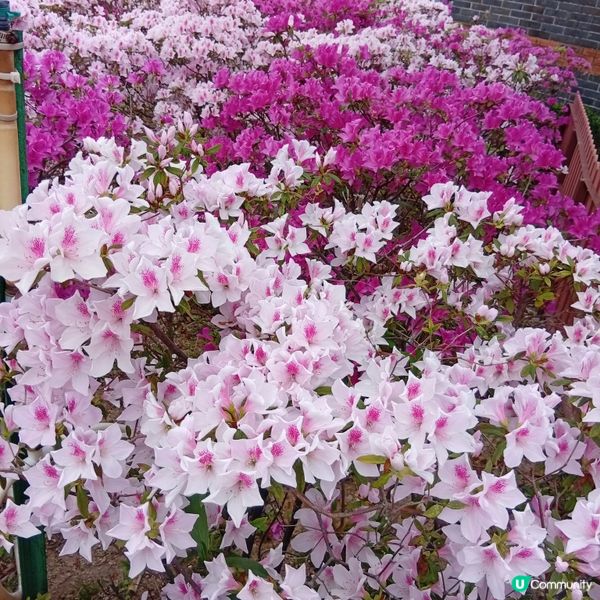 春天花開，紫羅蘭海！🌸💜