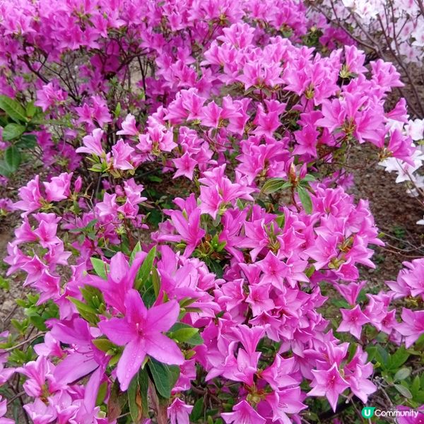 春天花開，紫羅蘭海！🌸💜