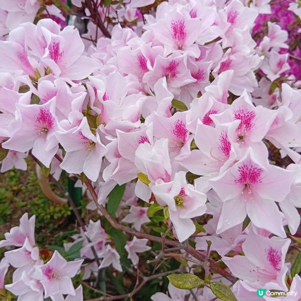 春天花開，紫羅蘭海！🌸💜