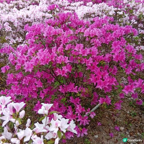 春天花開，紫羅蘭海！🌸💜